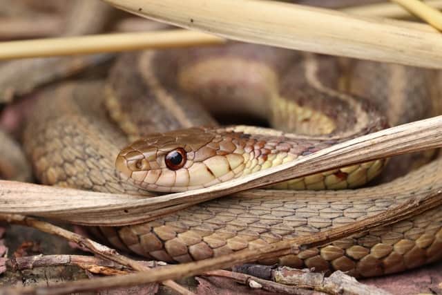 Garter Snake Bite