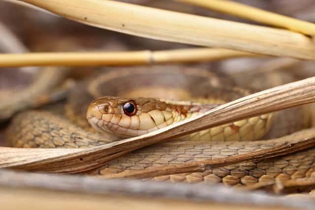 Garter Snake Bite