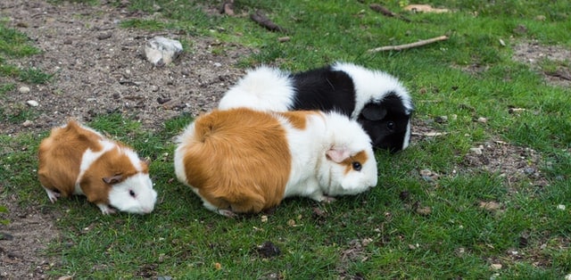 Guinea Pig