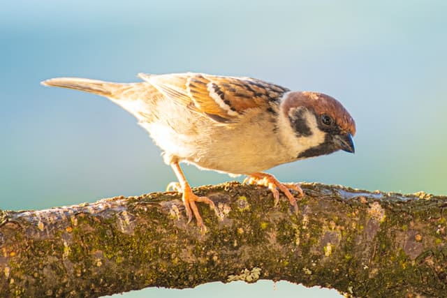 Birds Eat Apples