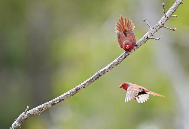 Birds Eat Apples