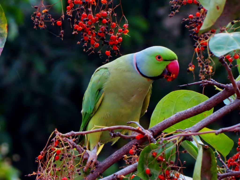 Birds Eat Grapes