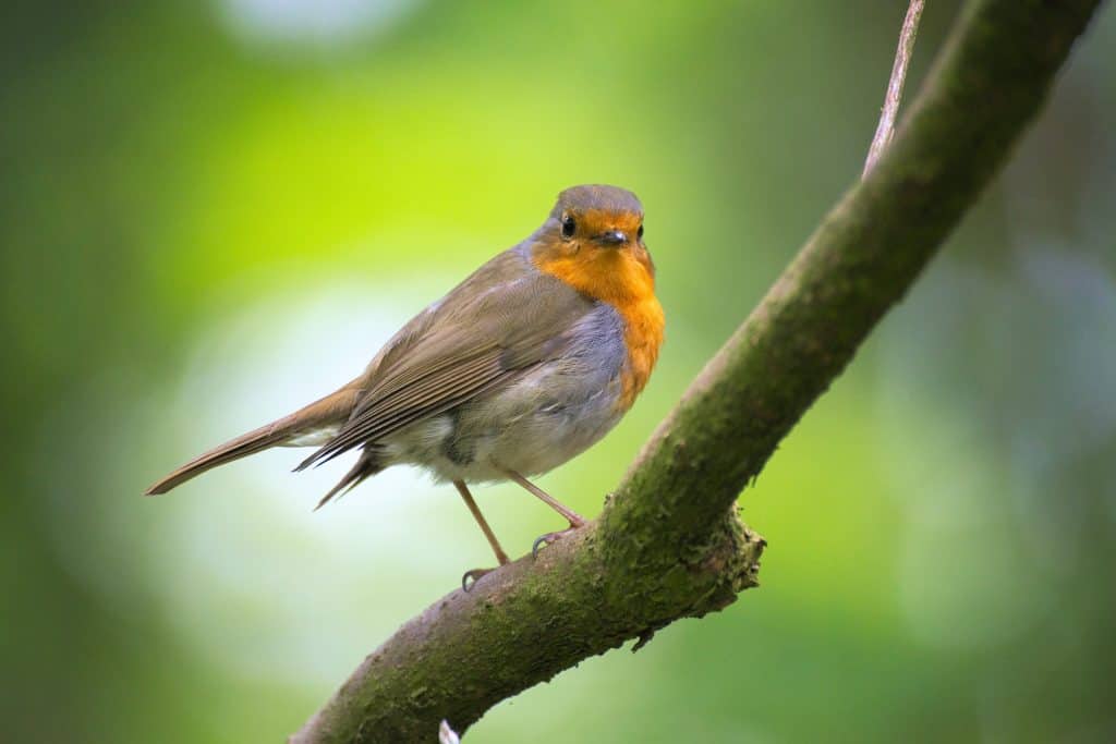 Birds Eat Grapes