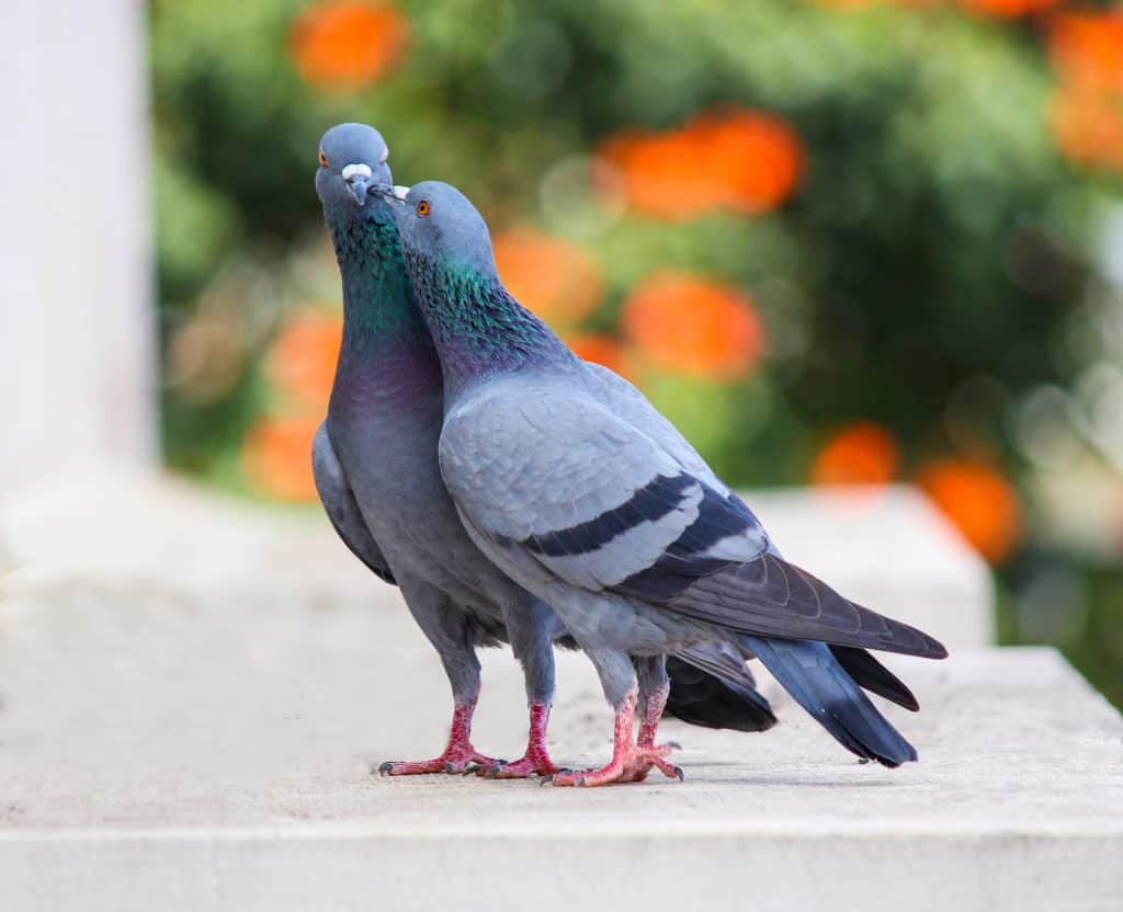 Birds Eat Grapes