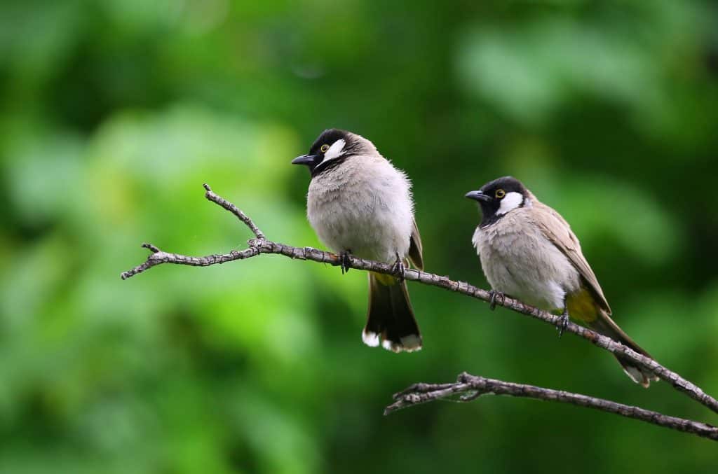 Birds Eat Grapes