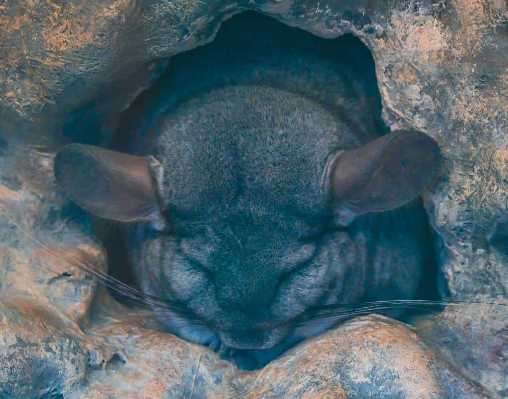 Chinchilla and Rabbit Food