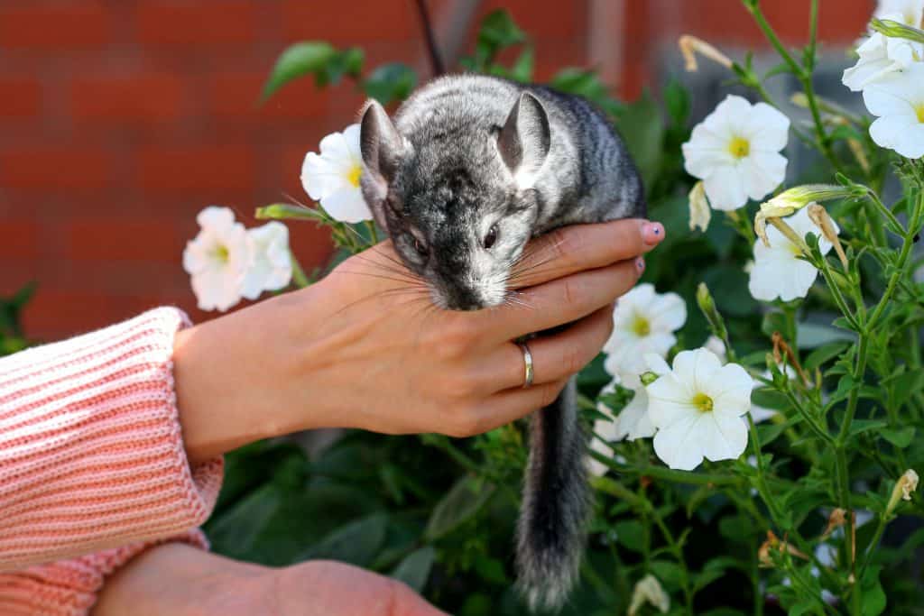 Can Chinchilla Eat Rabbit Food