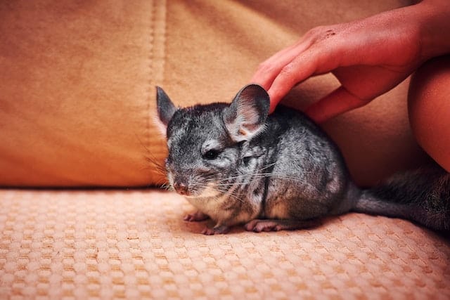 standard chinchilla rabbit