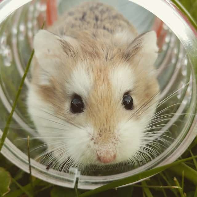 List 30+ Pictures picture of a gerbil and a hamster Sharp