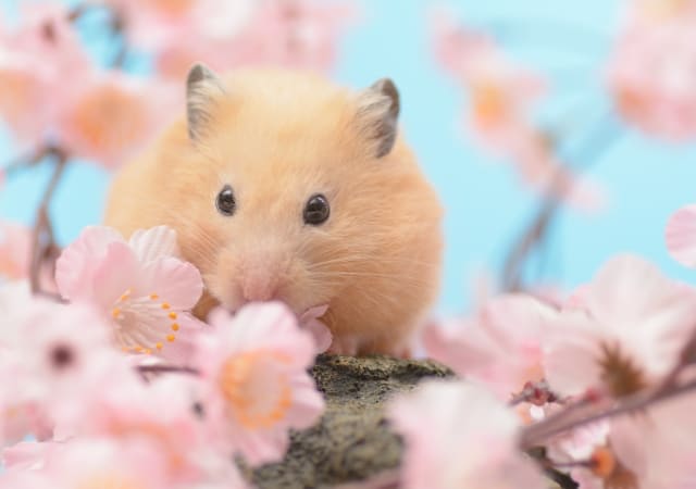How to make your hamster trust you3