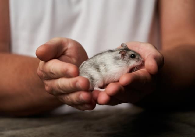 How to make your hamster trust you7