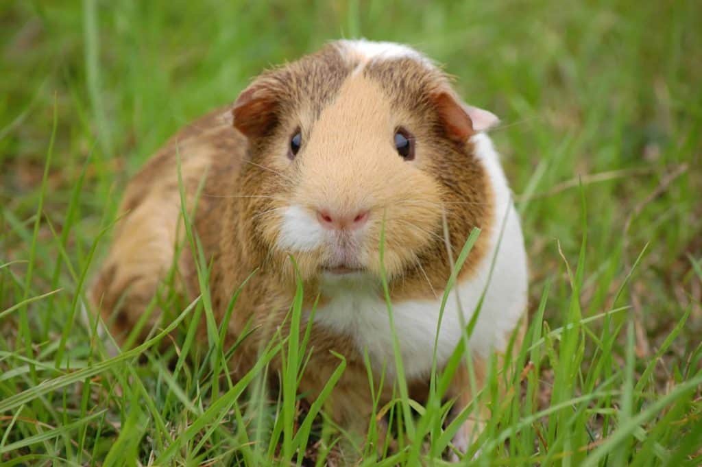 guinea pig harness and leash