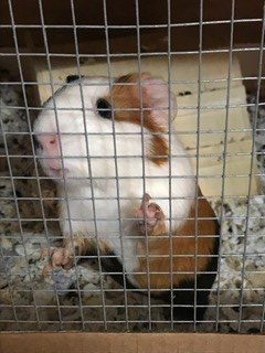 Covering a Guinea Pigs Cage at Night 