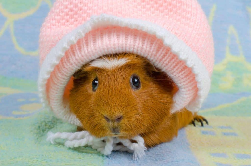 can guinea pigs catch colds from humans