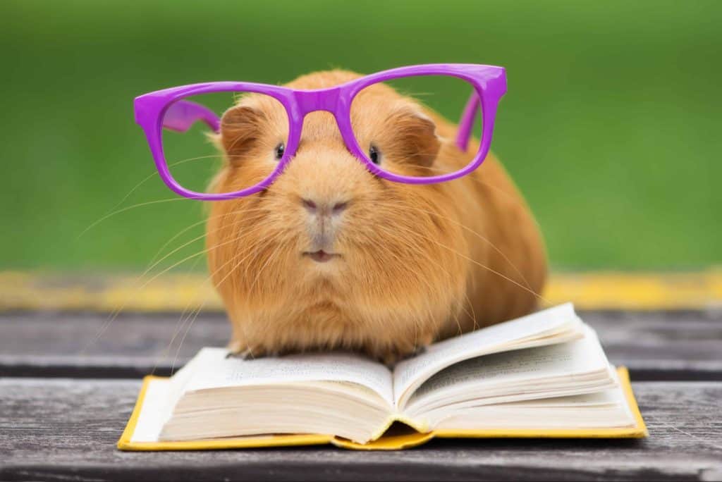 Are Guinea Pigs Really That Smart? – Pocket Sized Pets