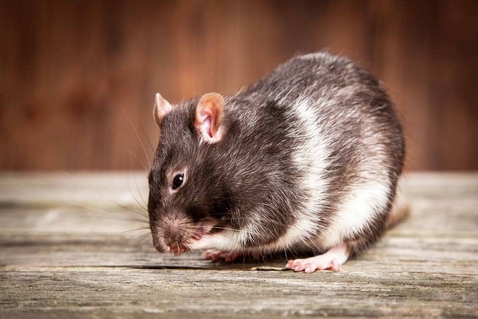 How Clean Are Pet Rats Do They Carry Diseases? Pocket Sized Pets