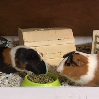 male guinea pigs fighting