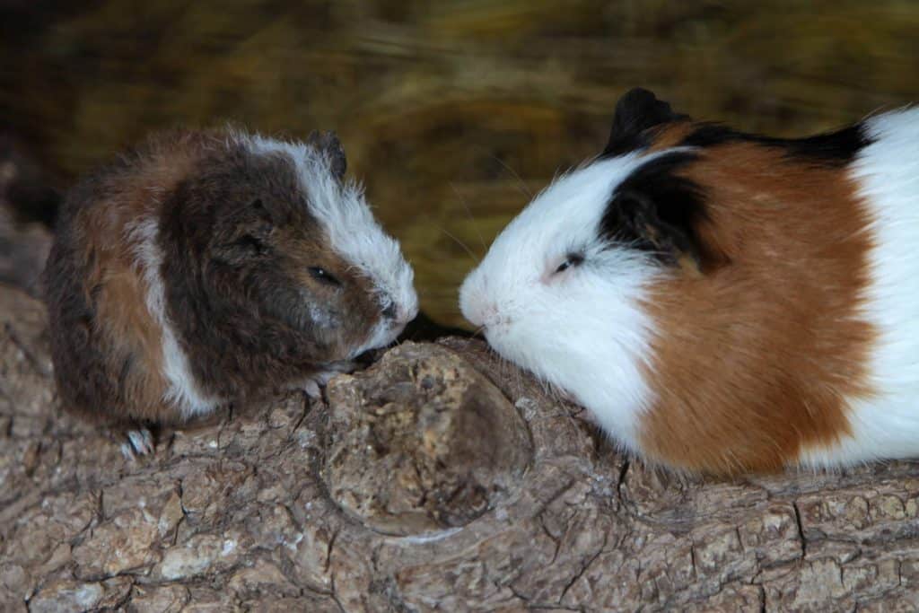 male guinea pigs fighting