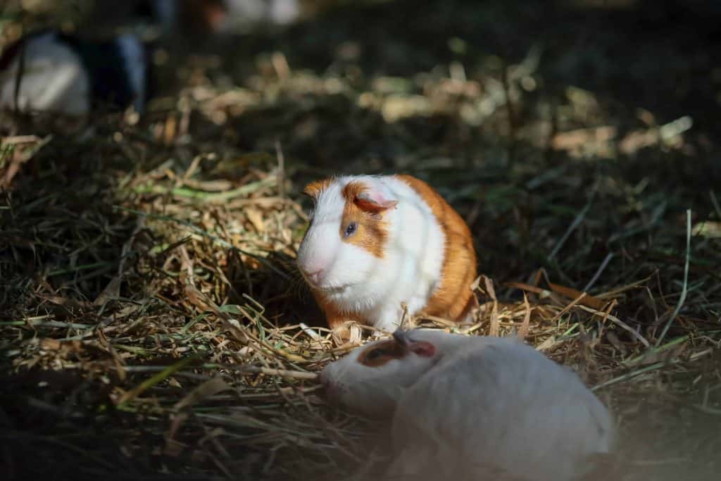 guinea pigs playing