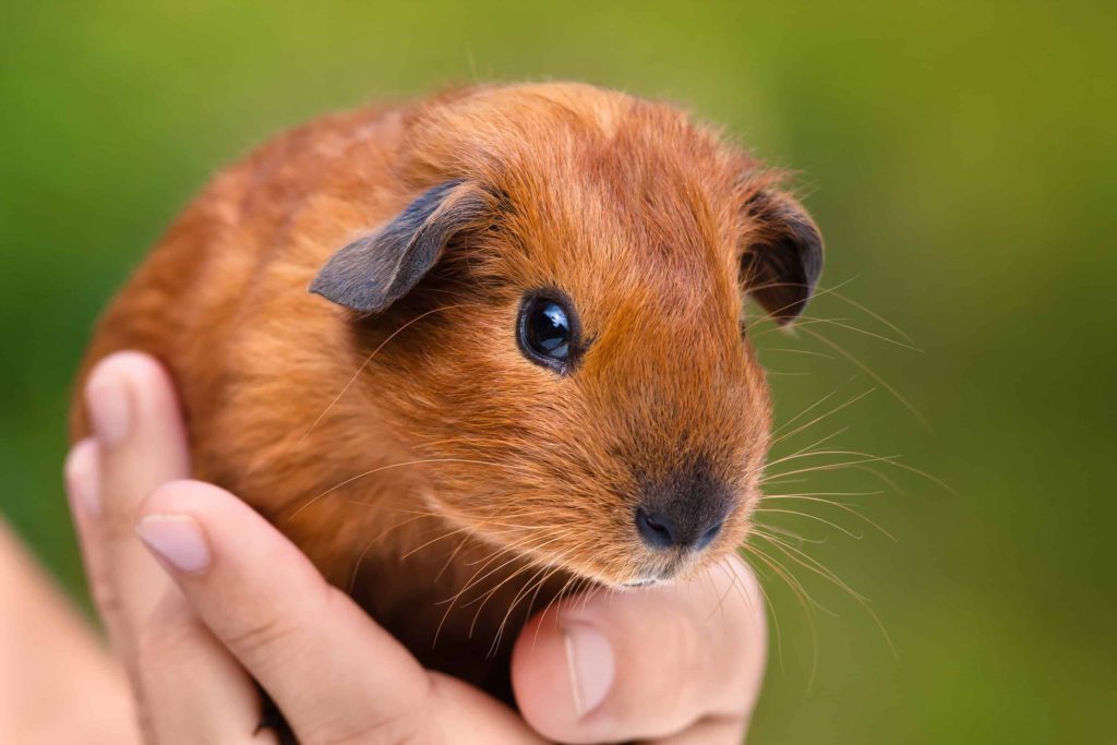 how do you make a guinea pig like you