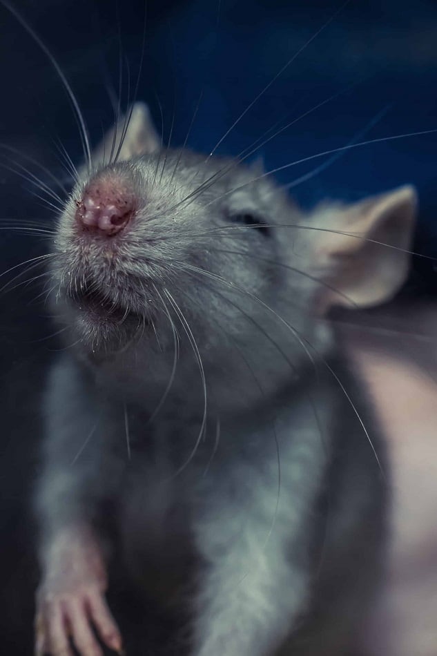 Can Pet Rats Die Of Loneliness Or Depression Pocket Sized Pets