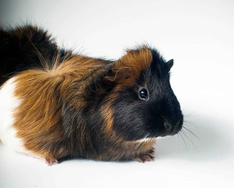 can guinea pigs be in the dark