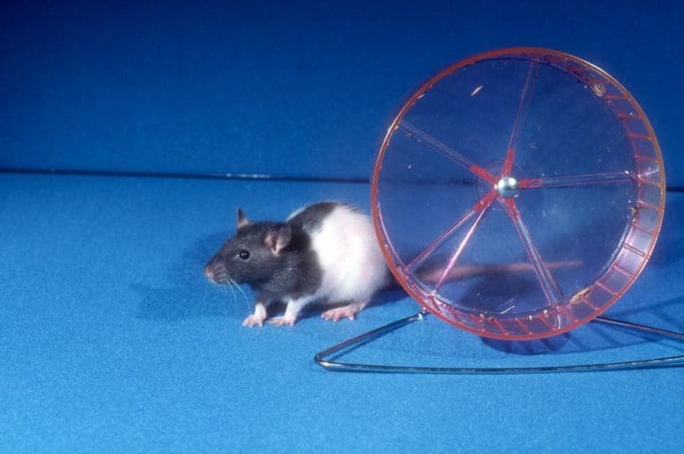 Can Pet Rats Really Use Exercise Wheels? Pocket Sized Pets