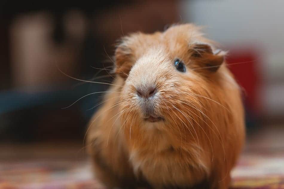 what do guinea pigs do all day