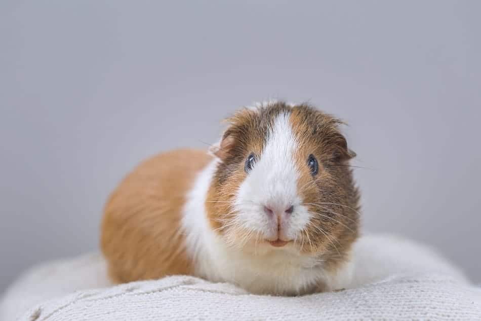 guinea pig fleece pads