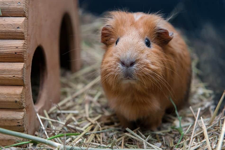 are guinea pigs supposed to eat their poop