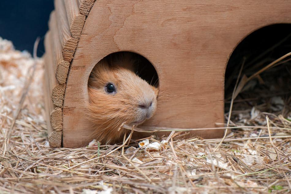 guinea pig bedding alternatives