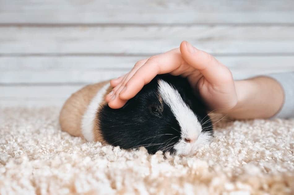 scared guinea pig