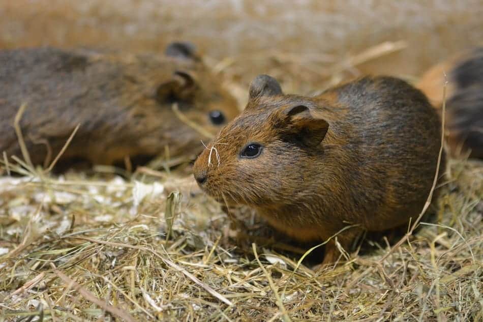 introducing two guinea pigs