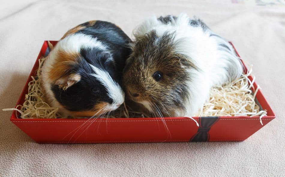 do boy guinea pigs get along