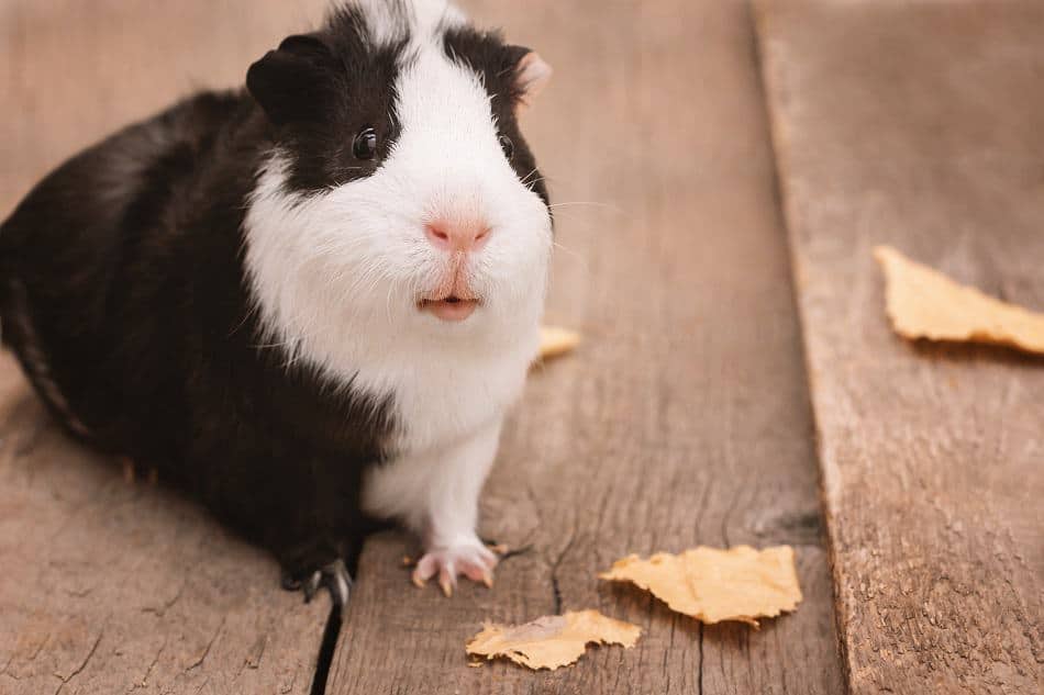 scared guinea pig