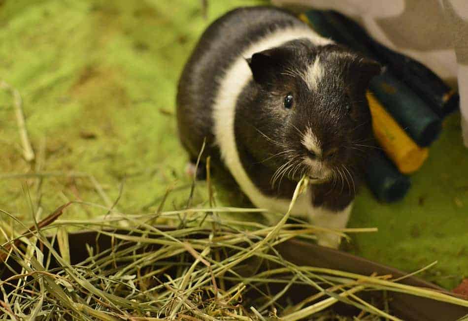 types of hay for guinea pigs