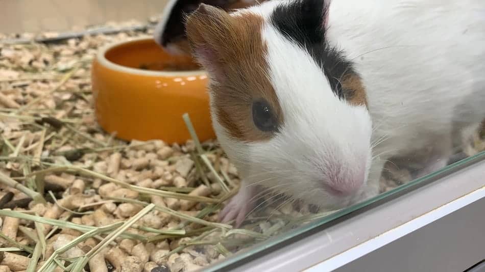 guinea pig maintenance