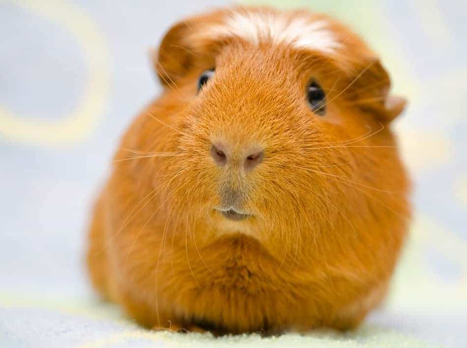 guinea pigs playing