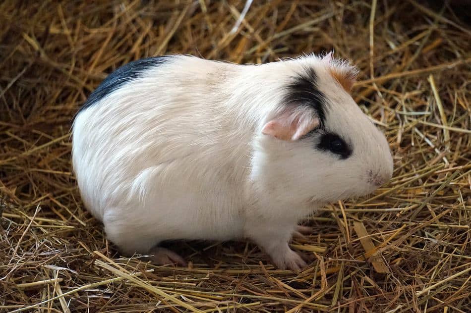 guinea poop pig often clean should