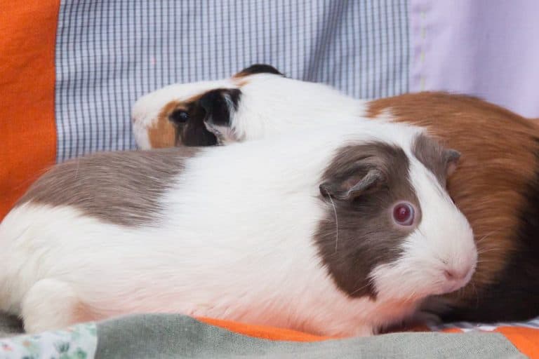 Are Heat Pads Safe For Guinea Pigs? Pocket Sized Pets