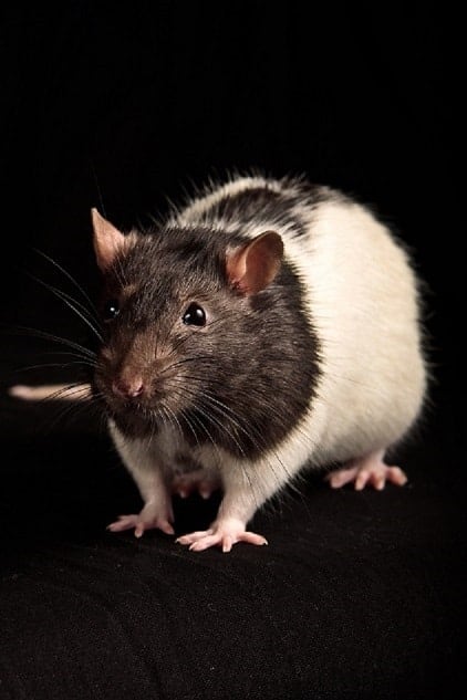 How Much Exercise Do Pet Rats Need? – Pocket Sized Pets