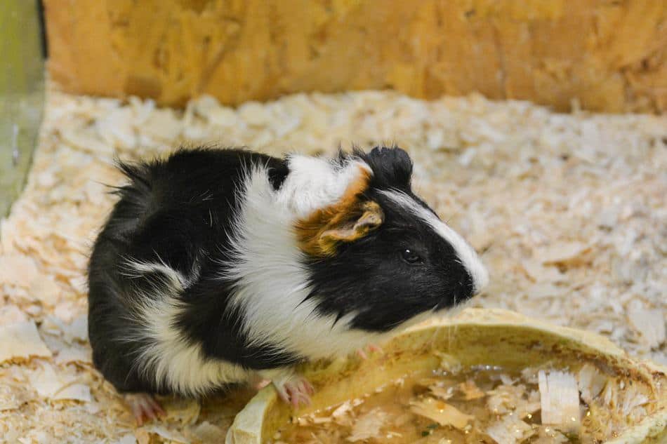 what can guinea pigs die from