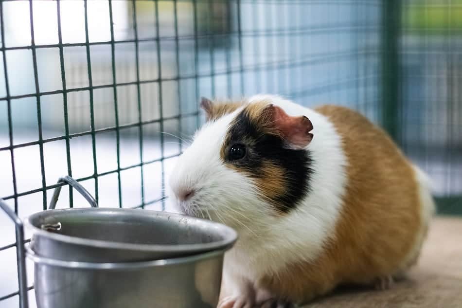 guinea pig cage smell
