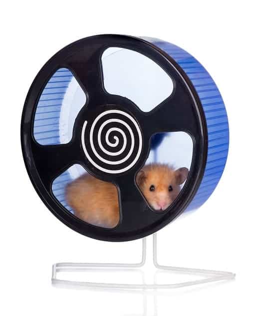 my hamster stopped running on his wheel