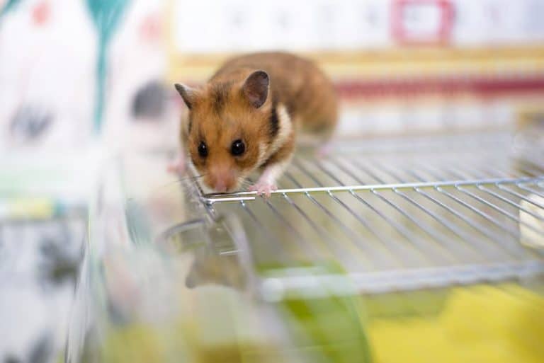 Do Hamsters Climb Their Cages Why? Pocket Sized Pets