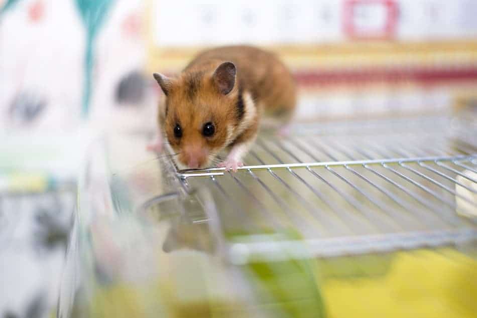 do hamsters like climbing