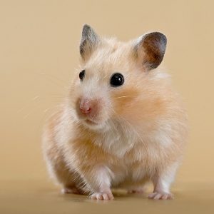 Do Hamsters Really Need Salt Licks? – Pocket Sized Pets