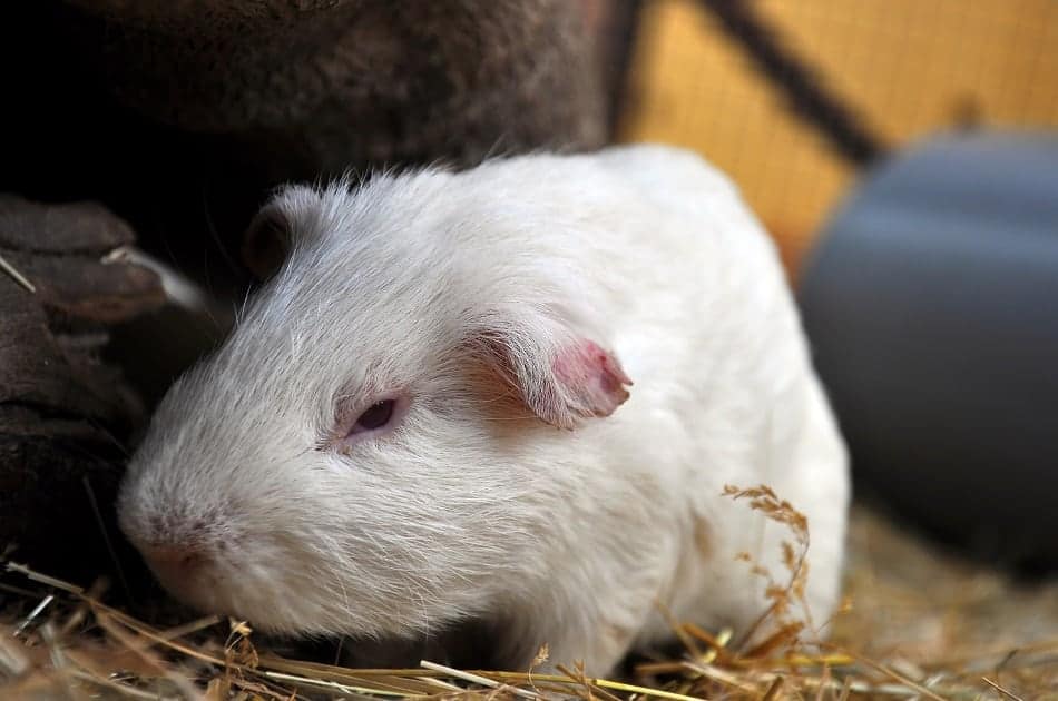 guinea pig lonely