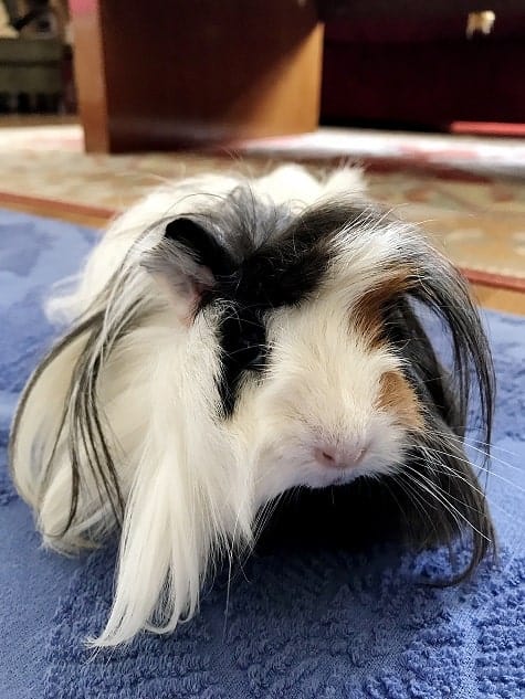 long haired guinea pig