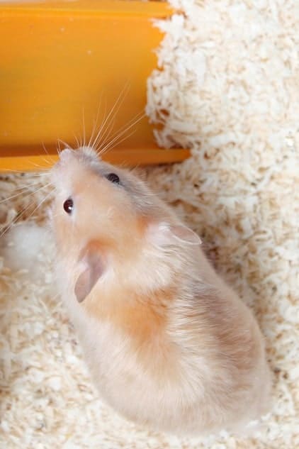 why-do-hamsters-move-their-bedding-pocket-sized-pets